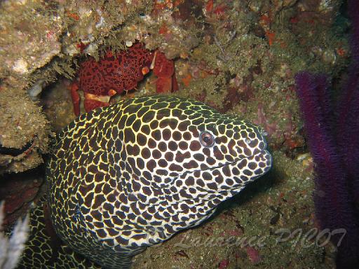 Murène léopard - Gymnothorax favagineus.JPG